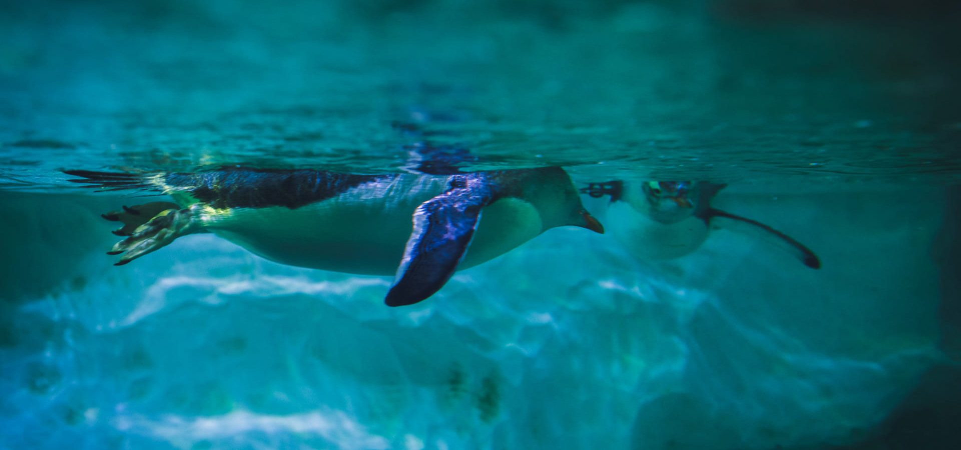Penguin swimming underwater at the national SEA LIFE Centre in Birmingham.