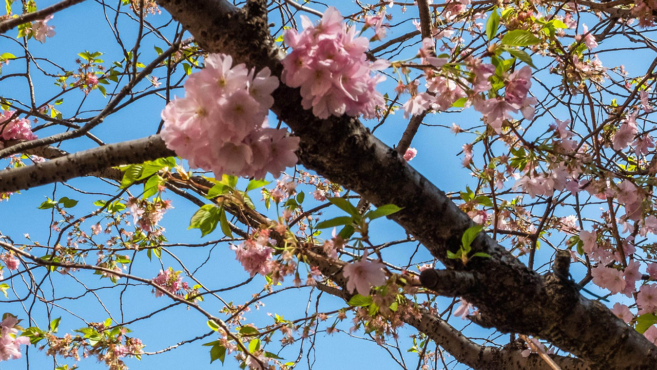Cherry blossoms on trees.