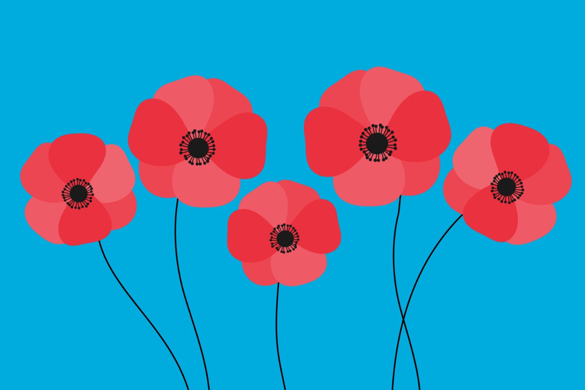 Red poppies on a blue background. Illustration.