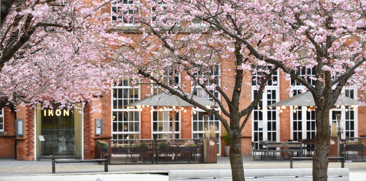 Cherry blossom trees in Oozells Square, Brindleyplace Birmingham.