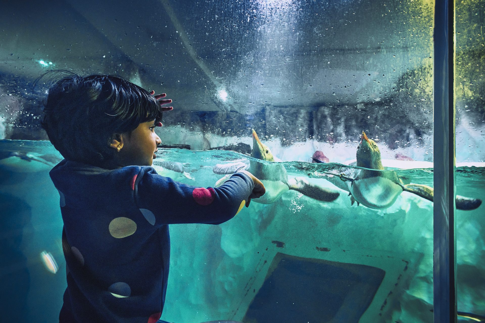 A boy looks into the penguin habitat at the SEA LIFE centre with penguins swimming up to the glass in front of him.